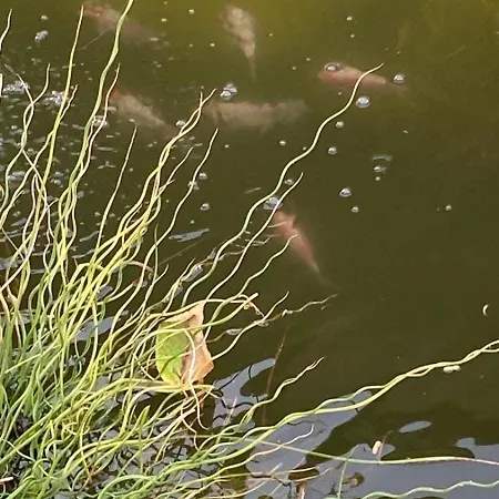Cabanon Grenouille #park Le Pal Holiday home